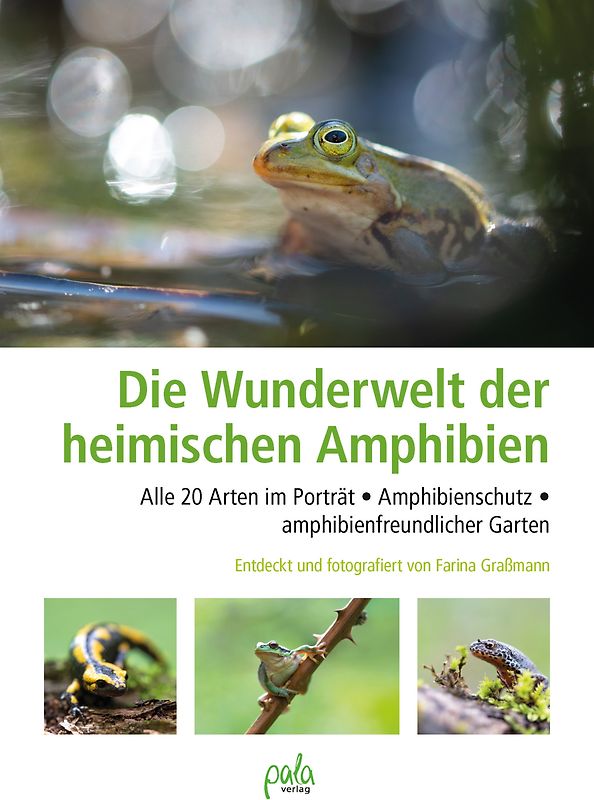 Wunderwelt heimische Amphibien