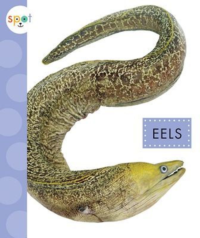 Eels