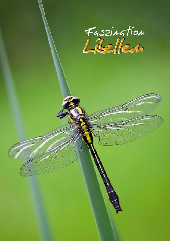Faszination Libellen (Posterbuch DIN A4 hoch)