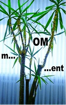 m...OM...ent