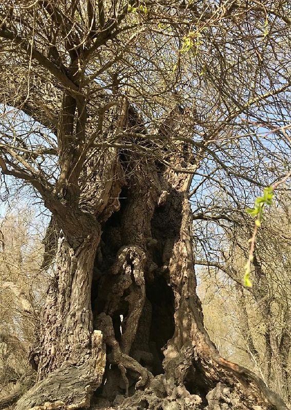 "Wir sind Replikaten" / Verlorene DNA