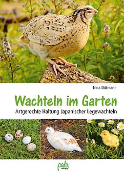 Wachteln im Garten