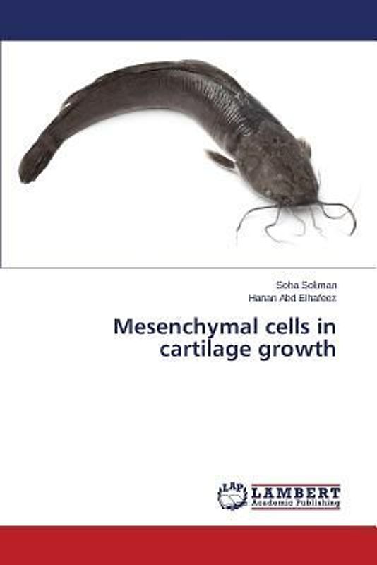 Mesenchymal cells in cartilage growth
