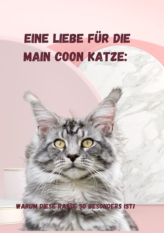 Eine Liebe für die Main Coon Katze: