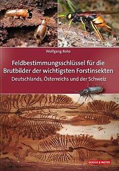 Die Brutbilder der wichtigsten Forstinsekten