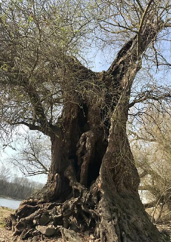 "Wir sind Replikaten"