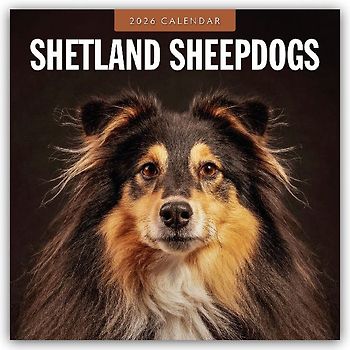 Shetland Sheepdogs 2026 Square Wall Calendar