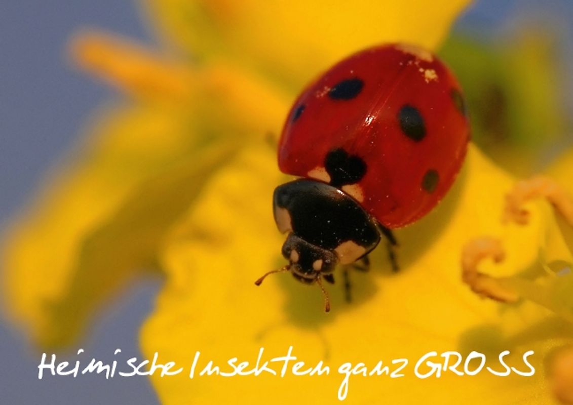 Heimische Insekten ganz GROSS (Posterbuch DIN A4 quer)