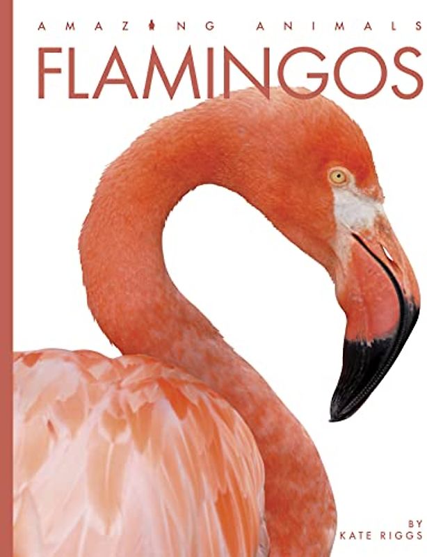 Flamingos