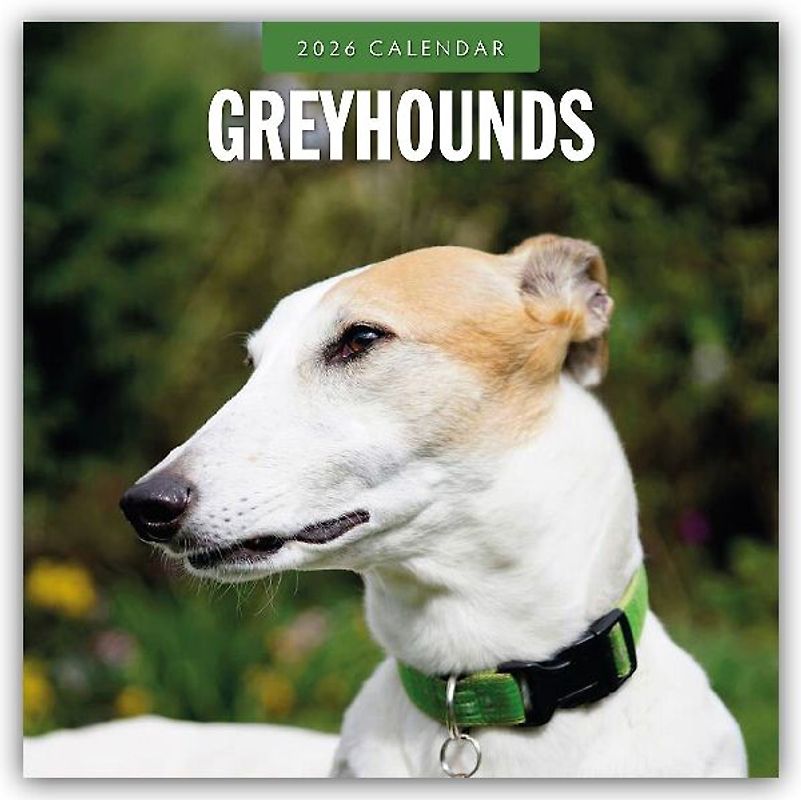 Greyhounds 2026 Square Wall Calendar