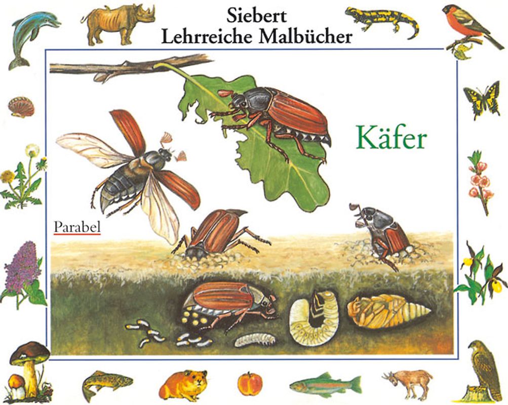 Käfer. Malbuch