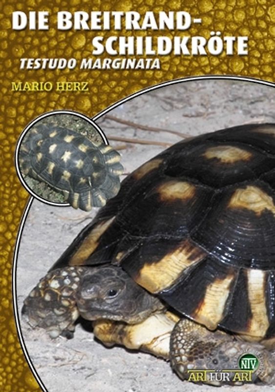 Die Breitrandschildkröte