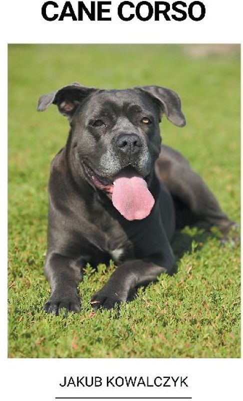 Cane Corso