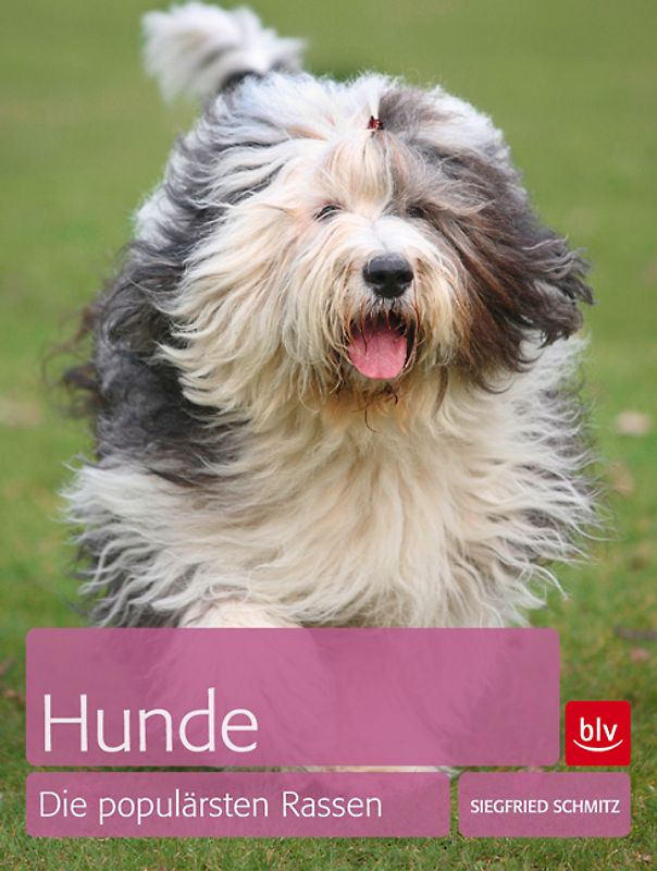 Hunde - die populärsten Rassen