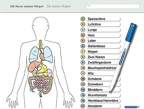 Ich kenne meinen Körper - Die inneren Organe: Für die 3. bis 6. Klasse - Stabile wiederbeschreibbare Lernvorlage im großen Format (Vorder- und ... - trocken abwischbar ohne zu schmieren