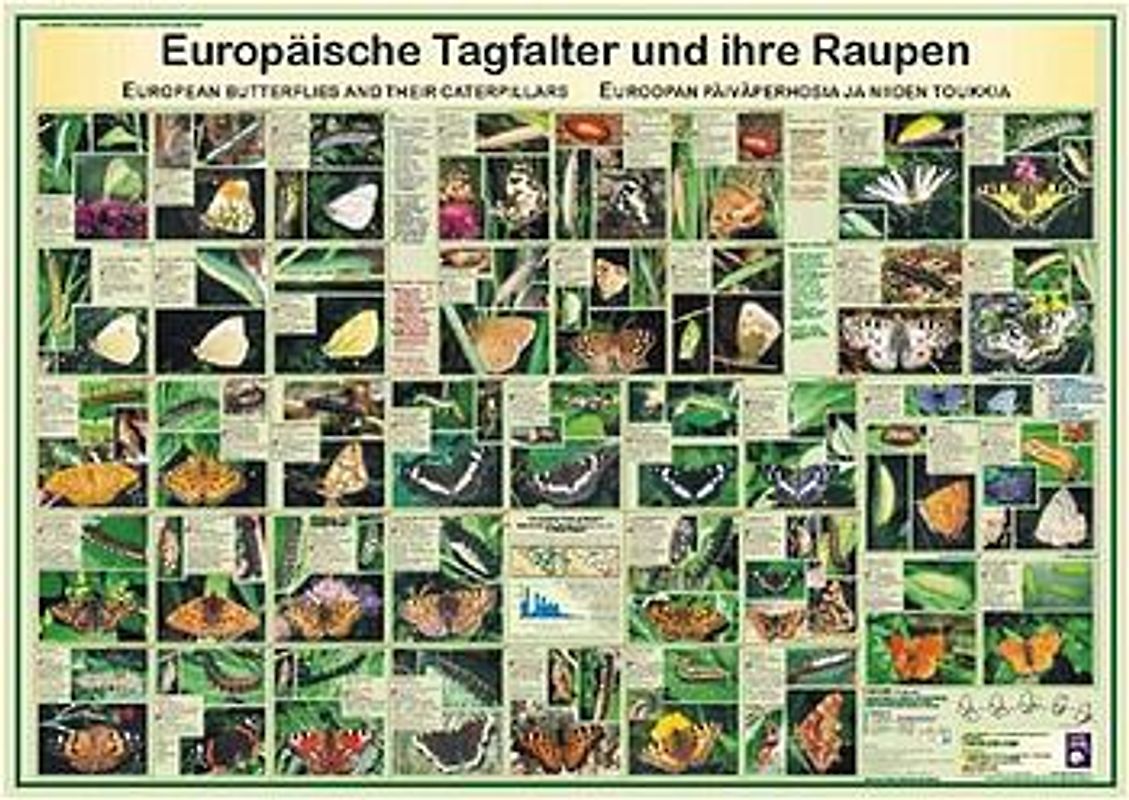 Europäische Tagfalter und ihre Raupen. European butterflies and their caterpillars /Euroopan päiväperhosia ja niiden toukkia
