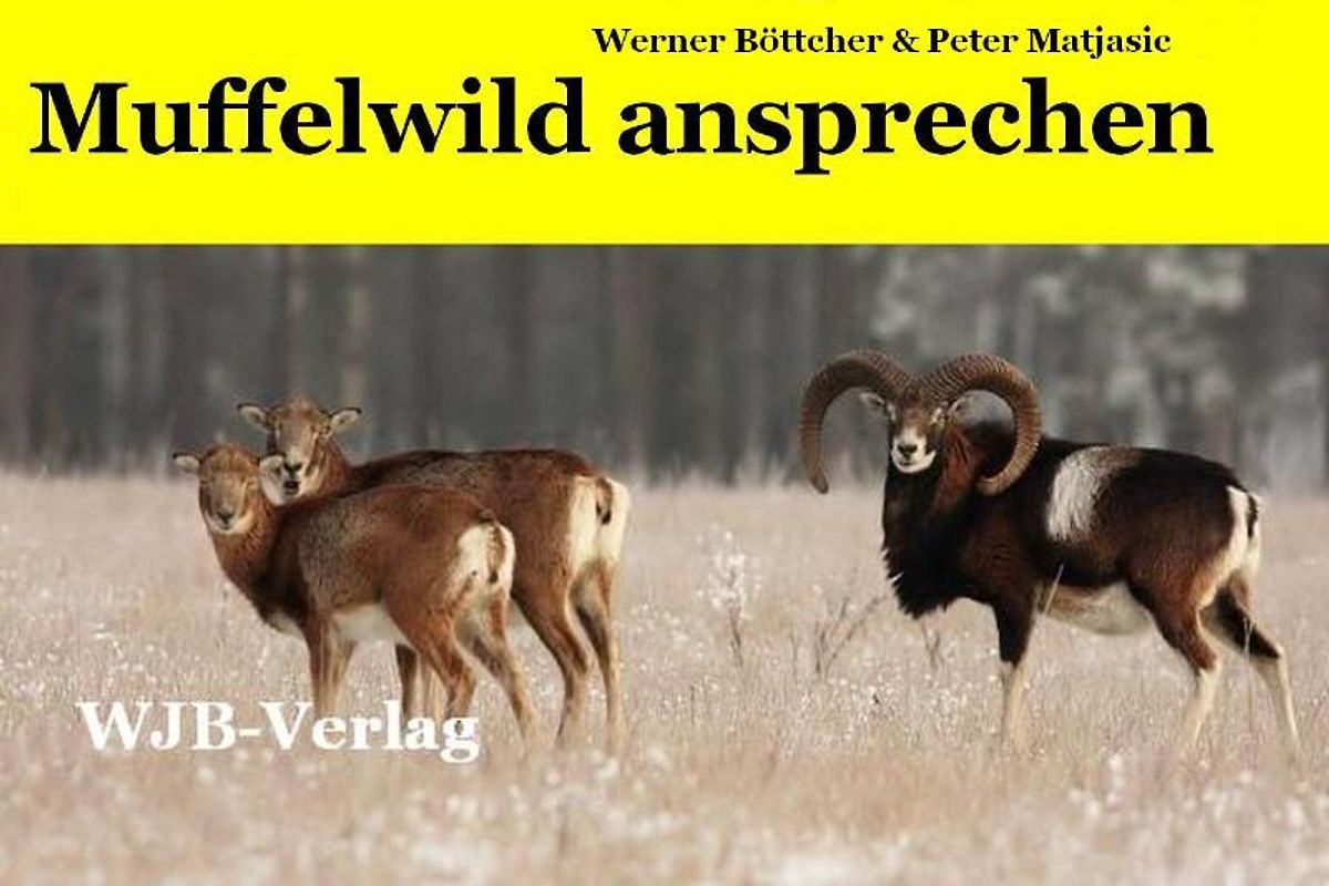 Muffelwild ansprechen