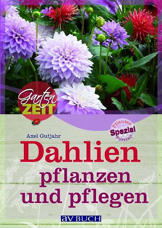 Dahlien pflanzen und pflegen