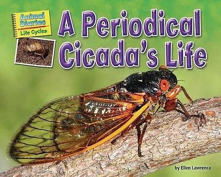 A Periodical Cicada's Life