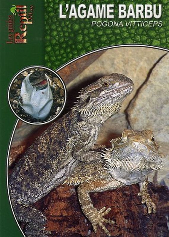 L'agame barbu : Pogona Vitticeps