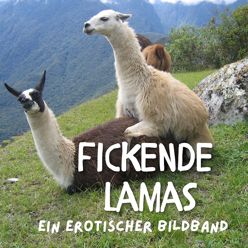 Fickende Lamas