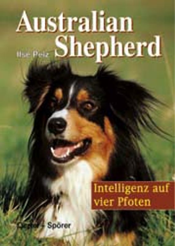 Australian Shepherd