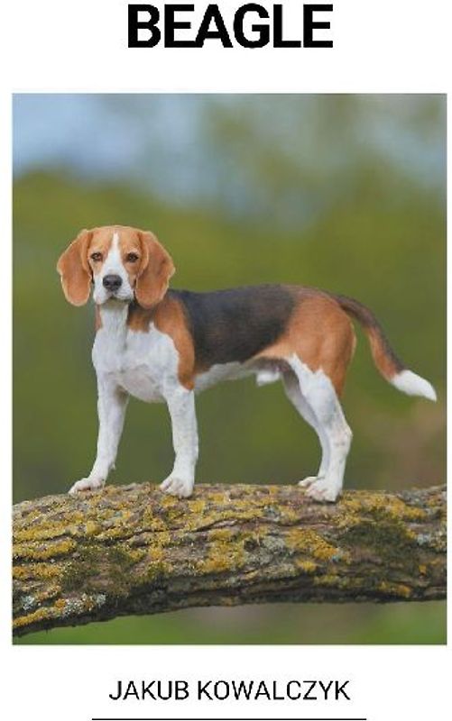 Beagle