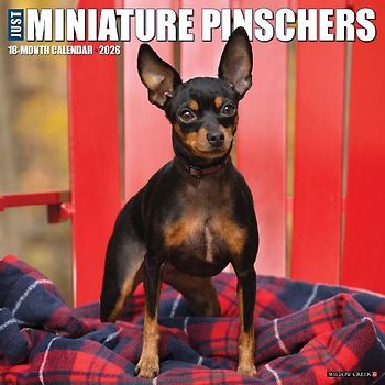 Miniature Pinschers 2026 12 X 12 Wall Calendar