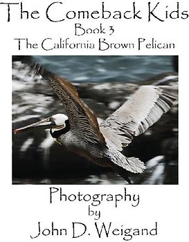 The Comeback Kids, Book 3, the California Brown Pelican