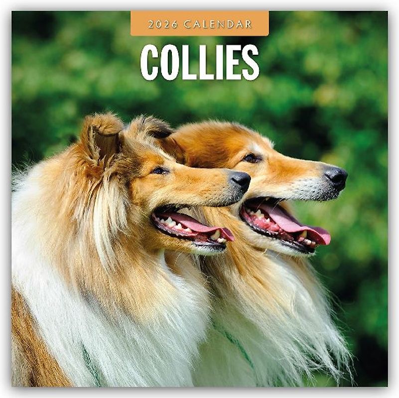 Collies 2026 Square Wall Calendar