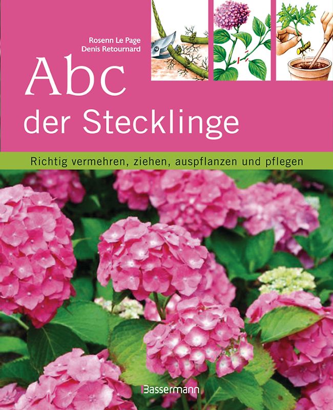 Abc der Stecklinge