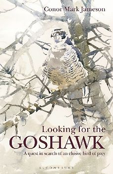 Looking for the Goshawk
