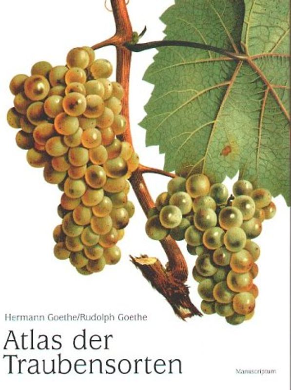 Atlas Traubensorten