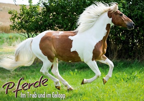 Im Trab und im Galopp: Pferde (Tischaufsteller DIN A5 quer)