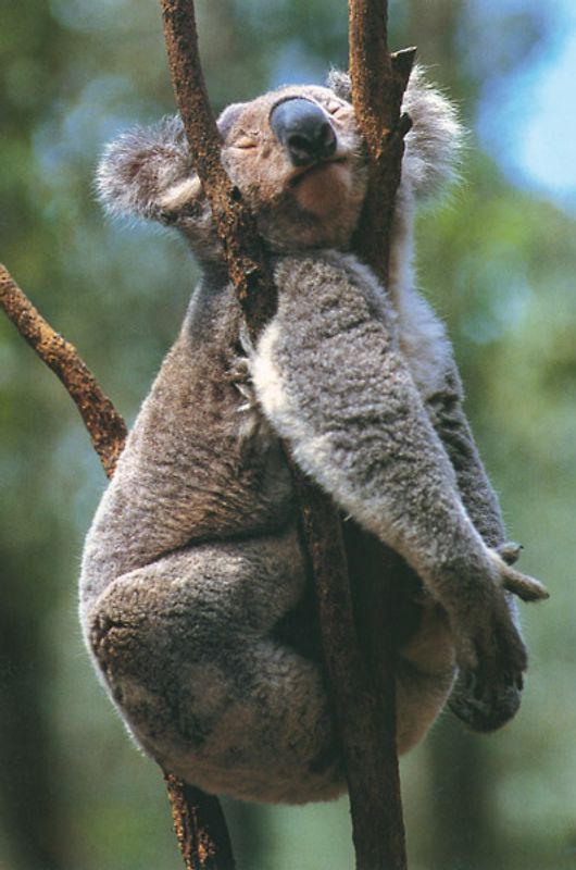 Säugetiere und Mensch