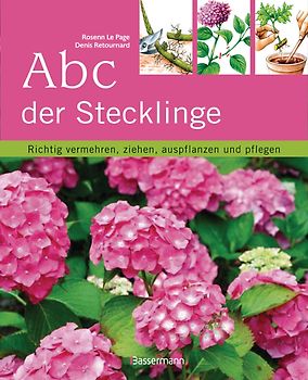 Abc der Stecklinge