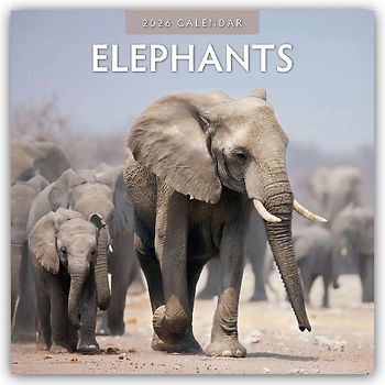 Elephants 2026 Square Wall Calendar