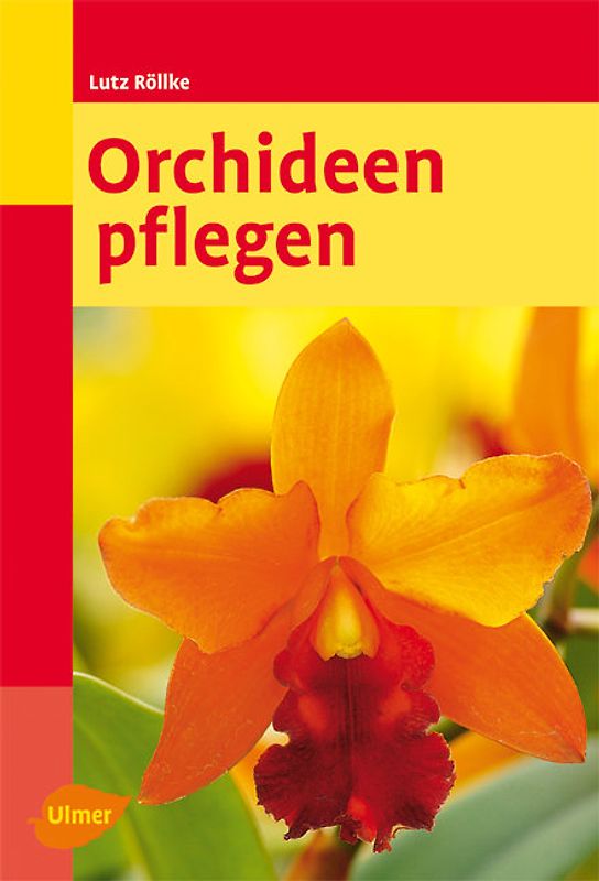 Orchideen pflegen