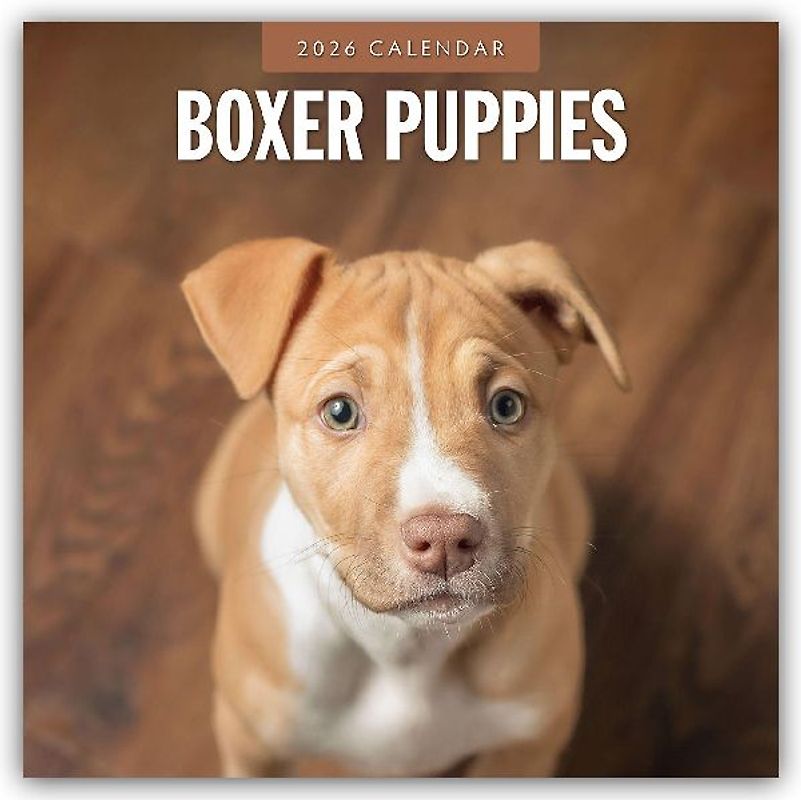 Boxer Puppies 2026 Square Wall Calendar