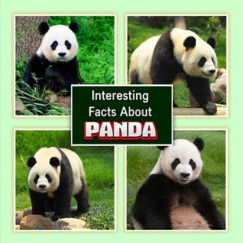 Interesting Facts About Panda: Panda Picture Book for Children's / learn Facts About Giant panda for Kids (A Colorful Picture Book for Kids)