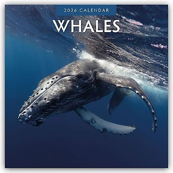 Whales 2026 Square Wall Calendar
