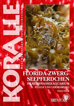 Florida-Zwergseepferdchen im Meerwasseraquarium