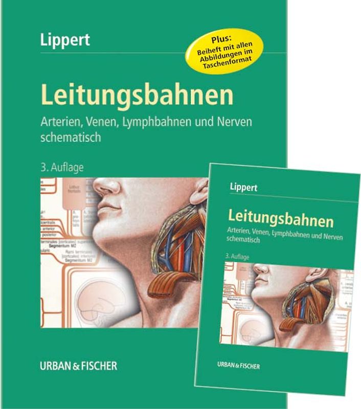 Leitungsbahnen. Arterien, Venen, Lymphbahnen und Nerven schematisch