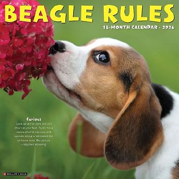 Beagle Rules 2026 12 X 12 Wall Calendar