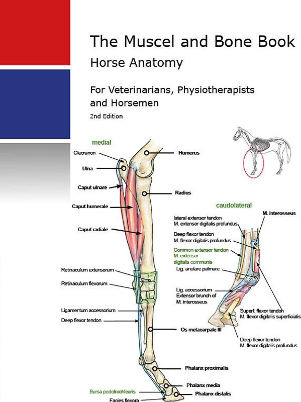 Veterinary Horse Anatomy Muscels and Bones