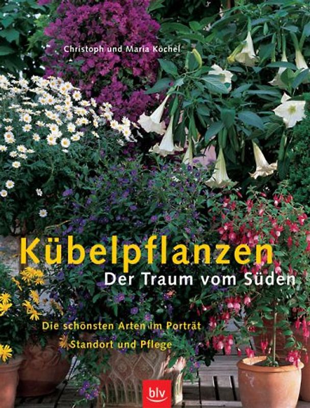 Kübelpflanzen Der Traum vom Süden