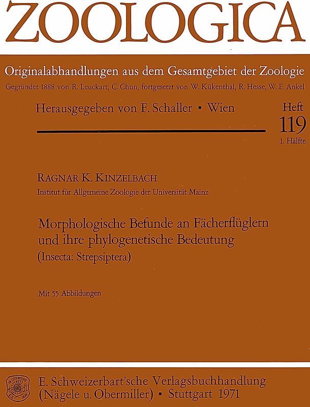Morphologische Befunde an Fächerflüglern und ihre phylogenetische...