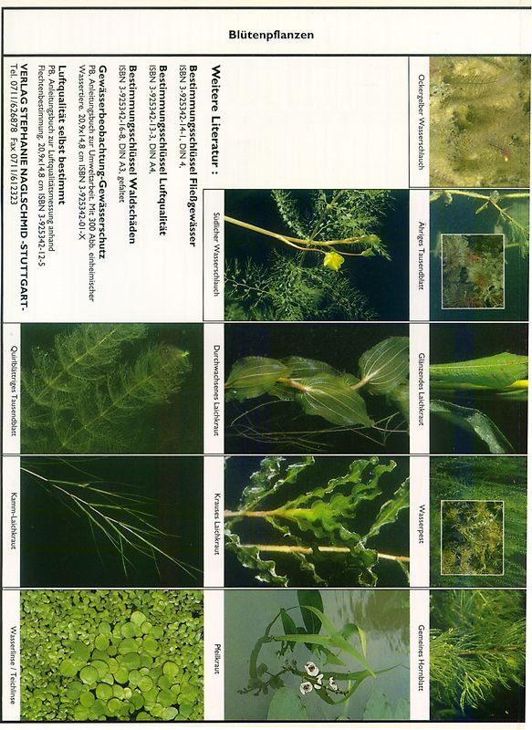 Bestimmungsschlüssel stehende Gewässer