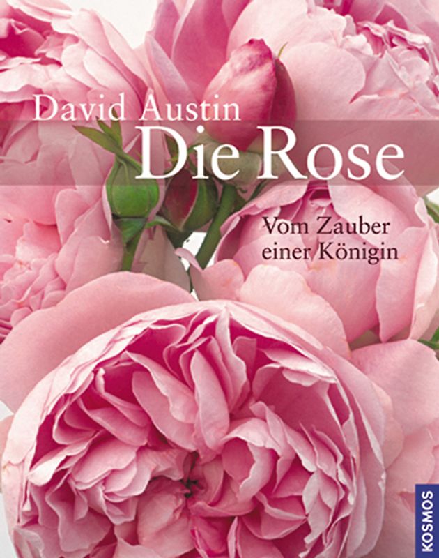 Die Rose