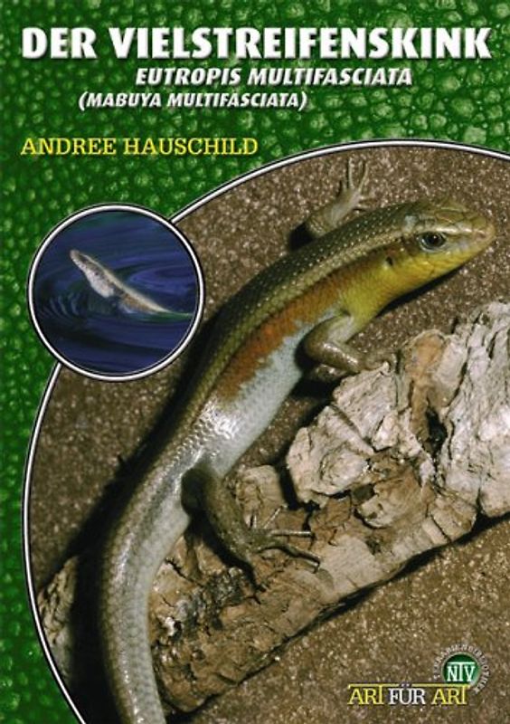 Der Vielstreifenskink